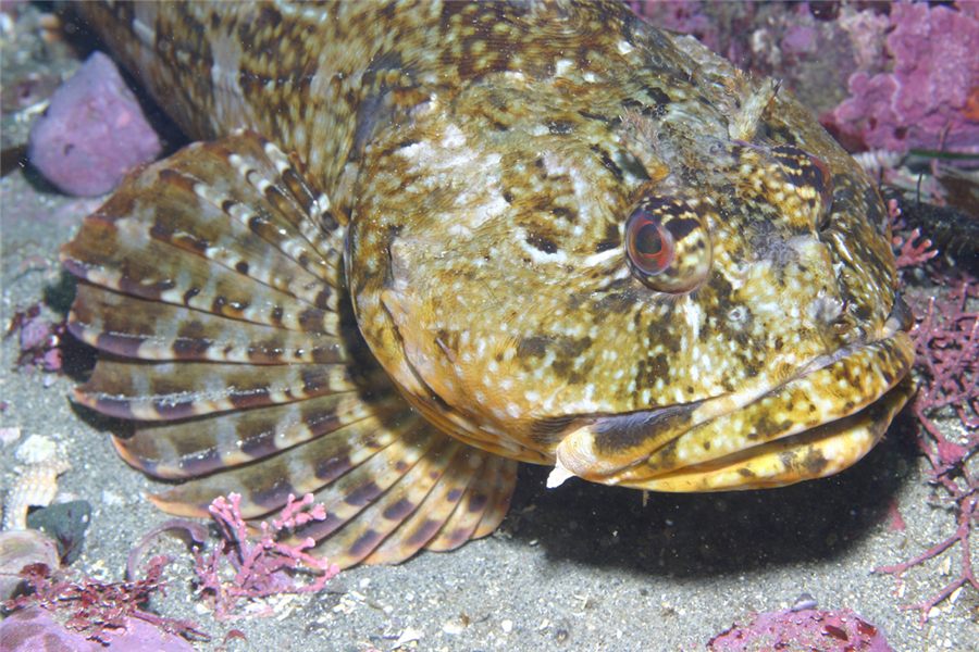 Cabezon (Scorpaenichthys marmoratus)