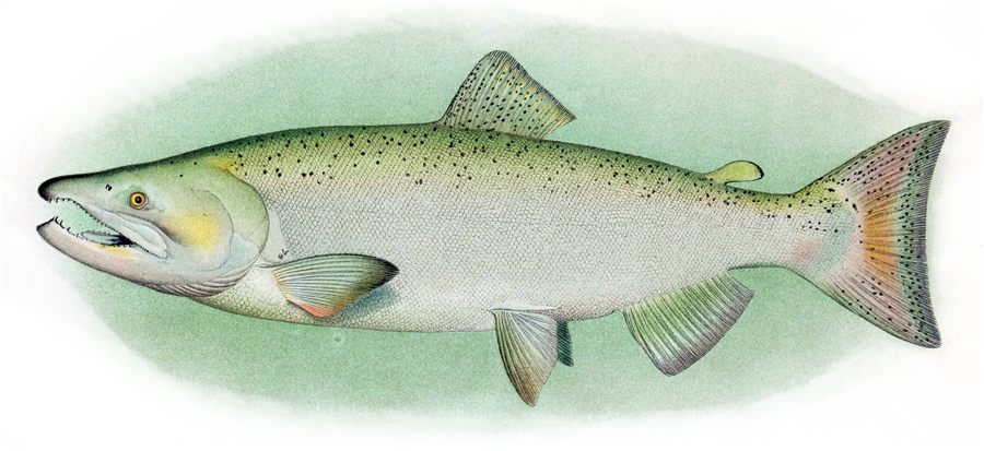 King Salmon (Oncorhynchus tshawytscha)